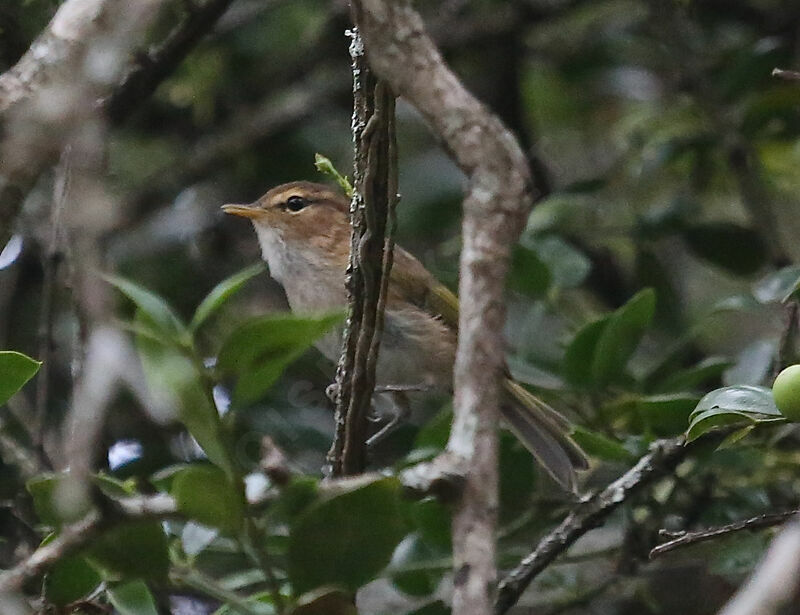 Brown Woodland Warbler