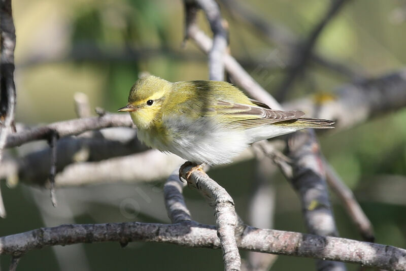 Wood Warbler