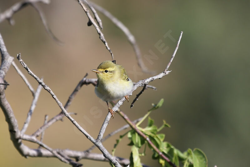 Wood Warbler