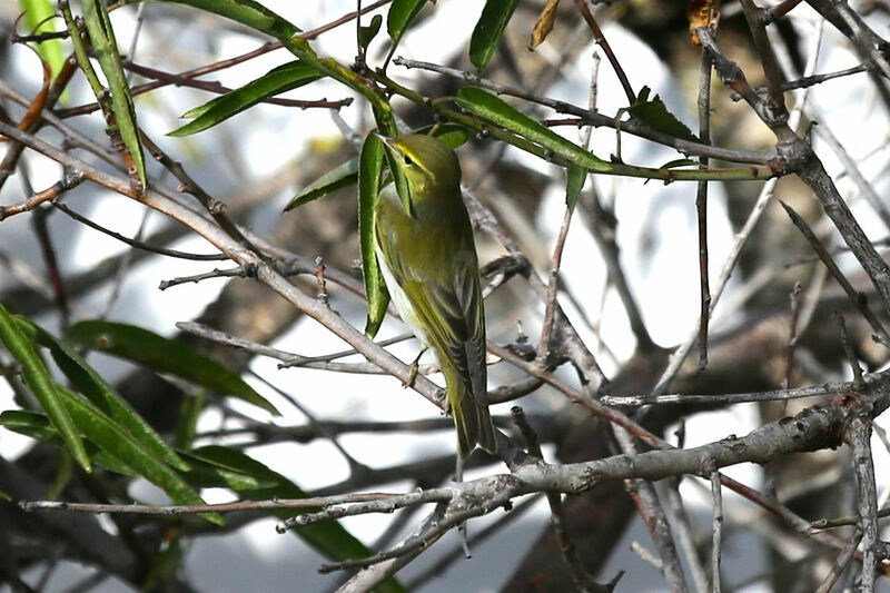 Wood Warbler