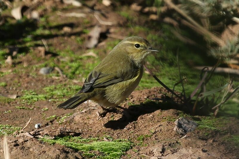 Common Chiffchaff