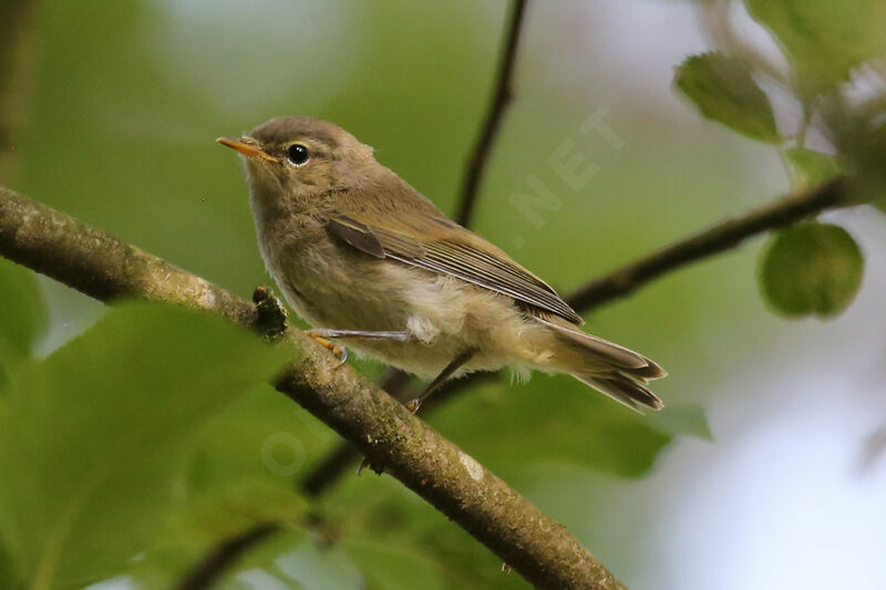 Common Chiffchaff