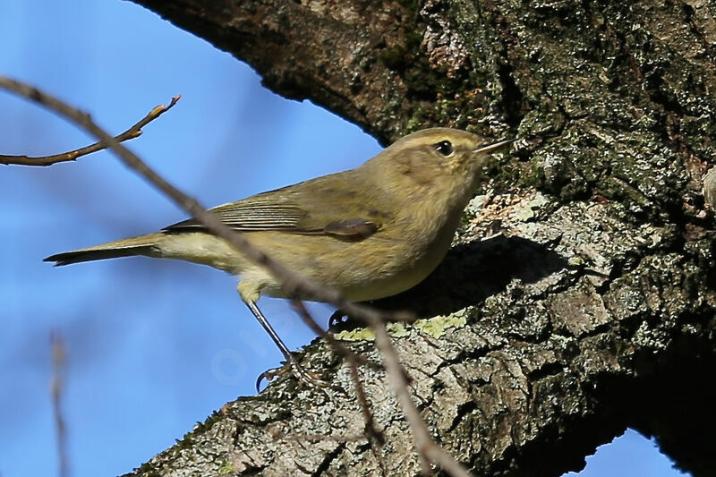 Common Chiffchaff