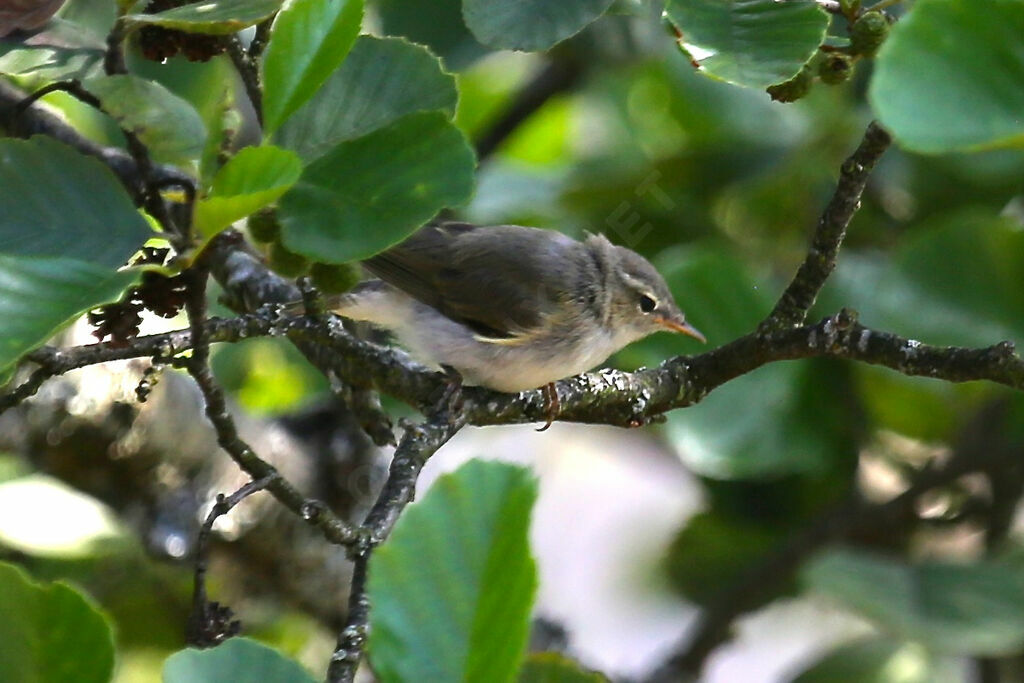 Common Chiffchaff