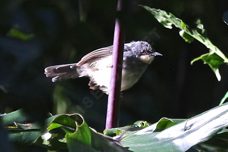 Prinia à gorge blanche