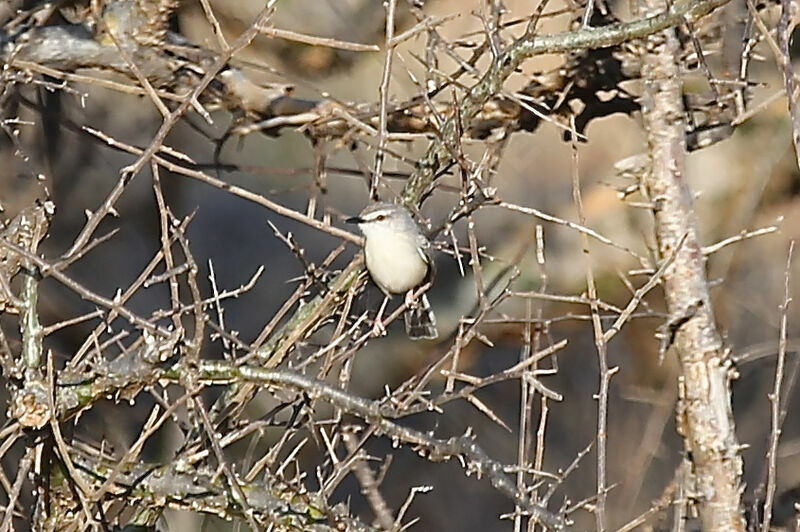 Tawny-flanked Prinia