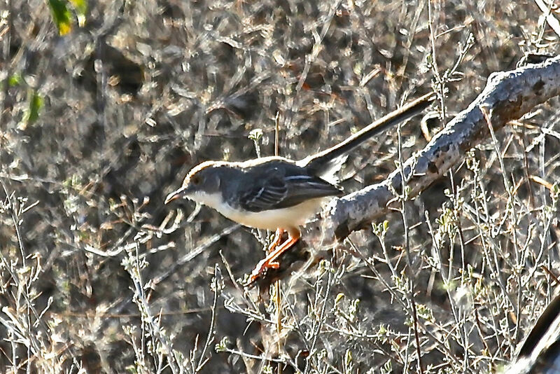 Pale Prinia