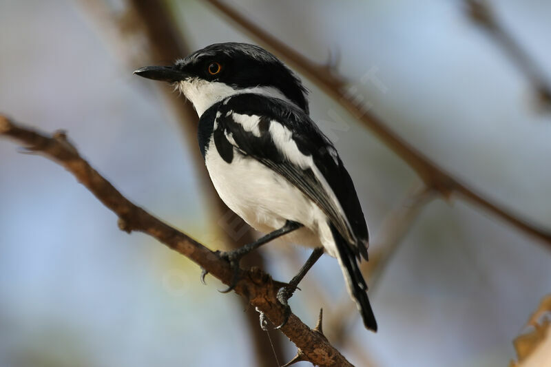 Chinspot Batis