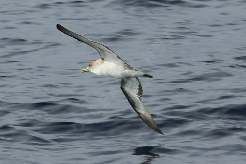 Cory's Shearwater