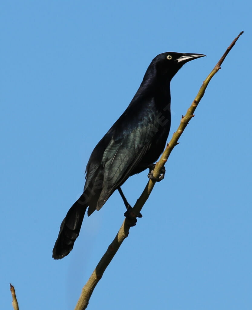 Great-tailed Grackle