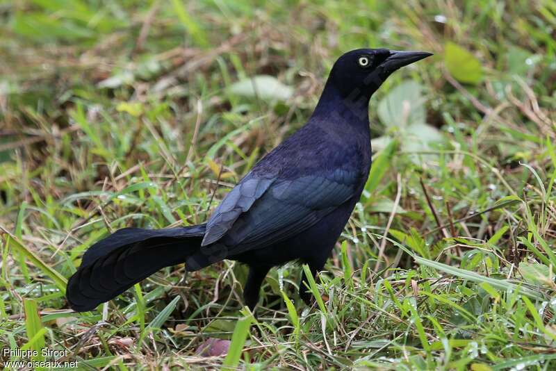 Greater Antillean Grackle male adult breeding, identification