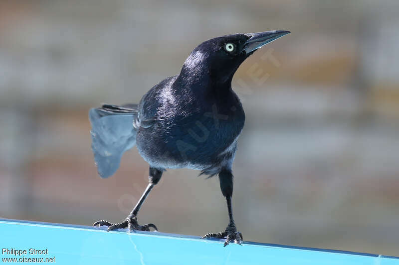 Quiscale noiradulte, portrait