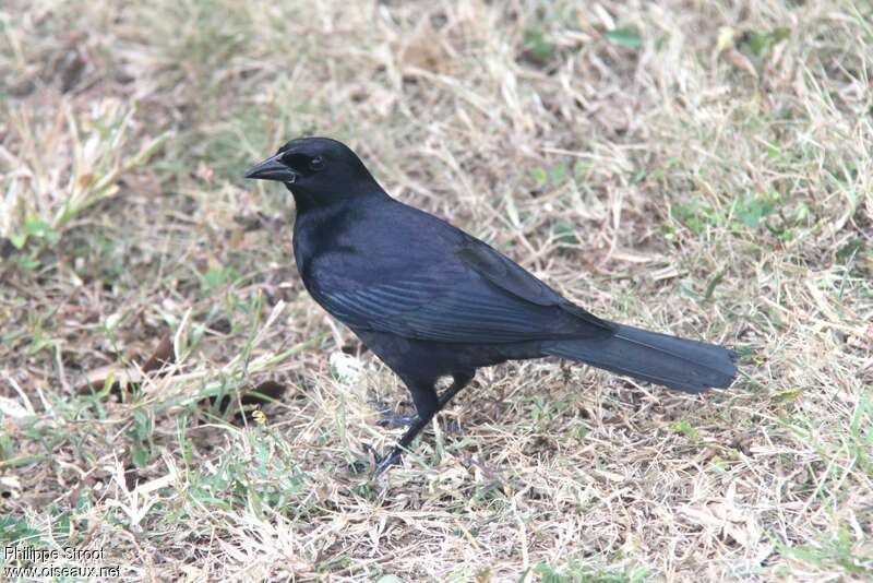 Cuban Blackbirdadult, identification