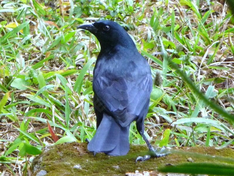 Cuban Blackbird