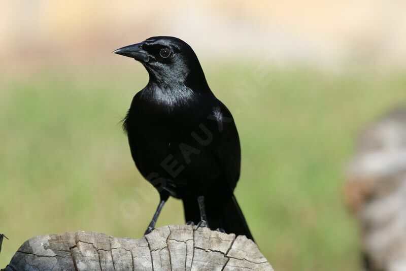 Cuban Blackbird