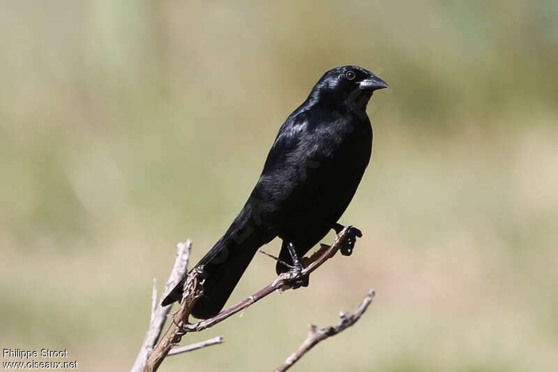 Cuban Blackbirdadult