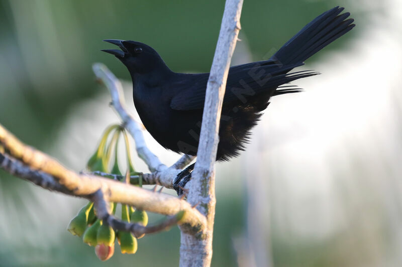 Cuban Blackbird