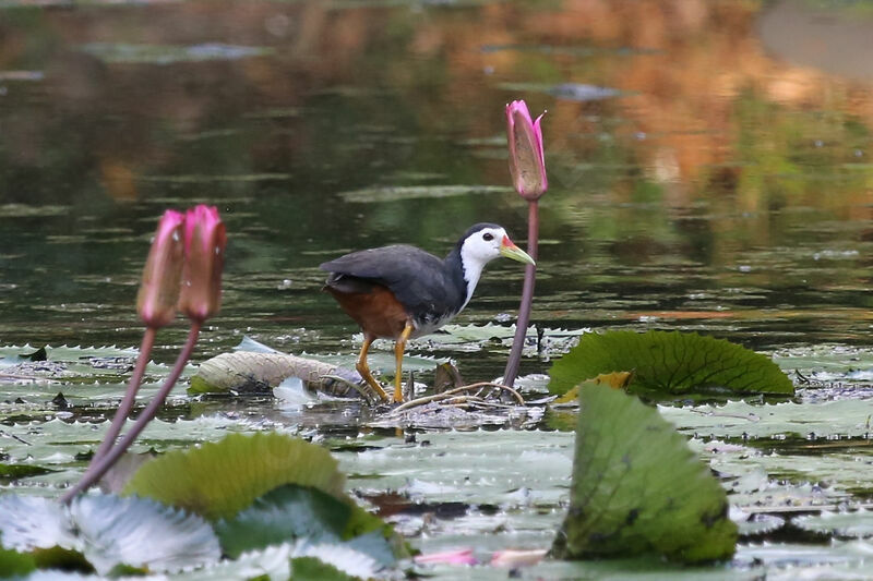 White-breasted Waterhen