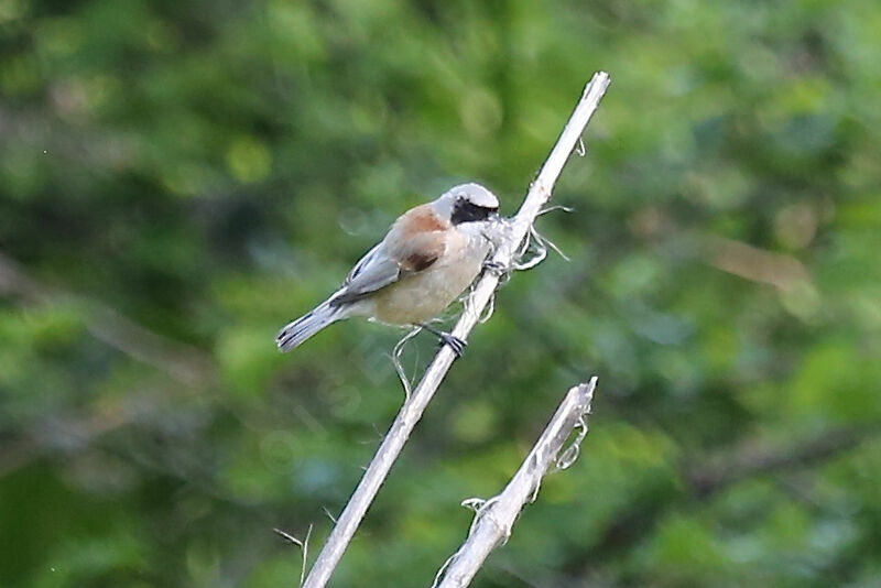 Eurasian Penduline Tit