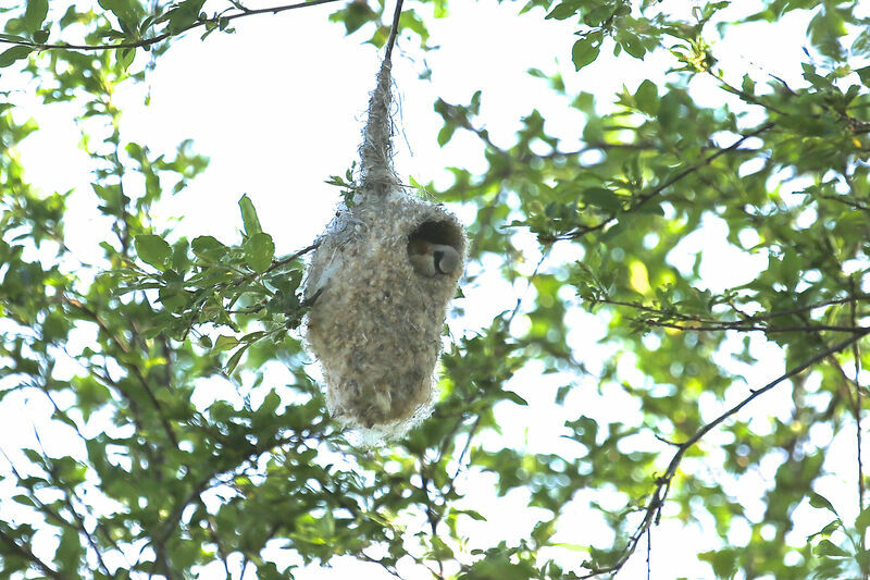 Rémiz penduline