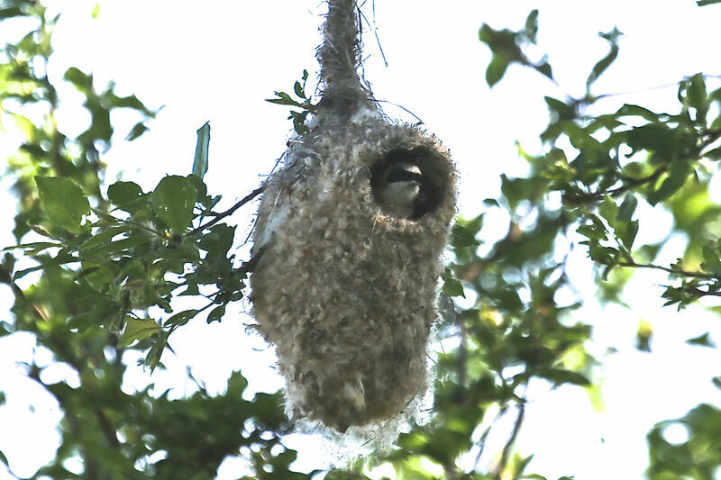 Eurasian Penduline Tit