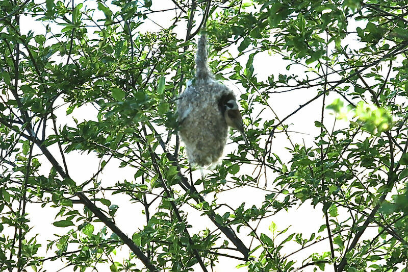 Eurasian Penduline Tit