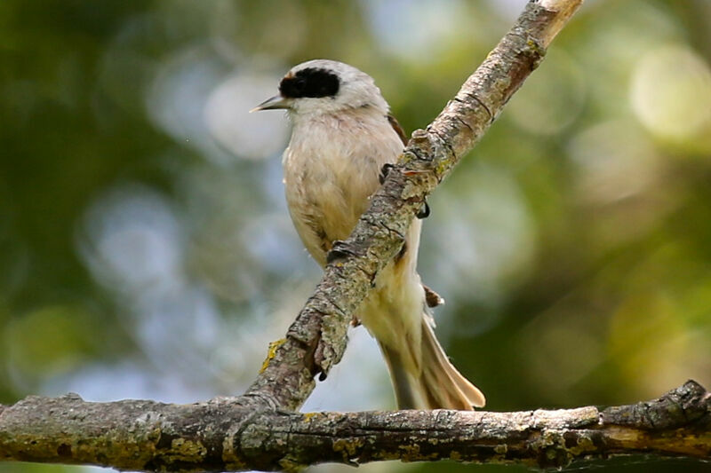 Eurasian Penduline Tit