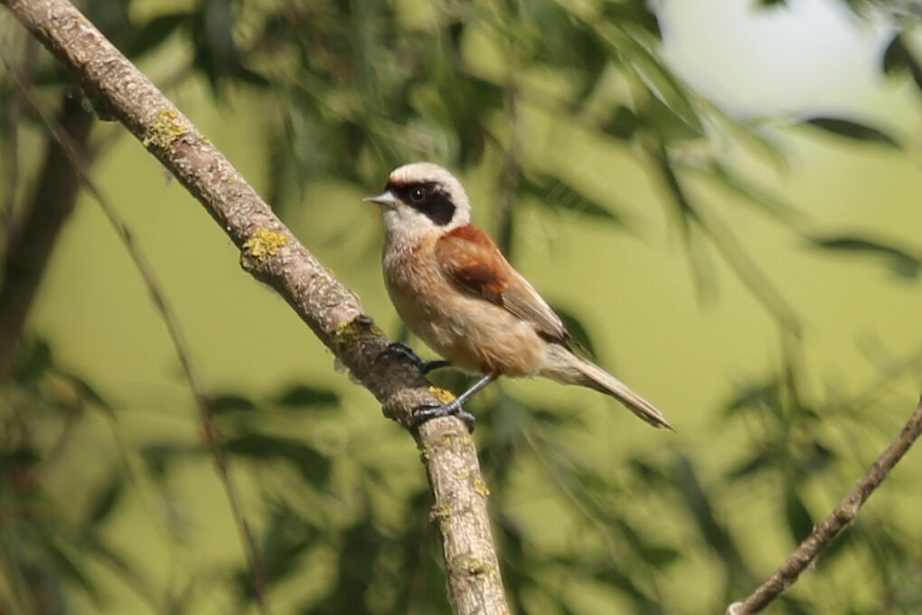 Rémiz penduline