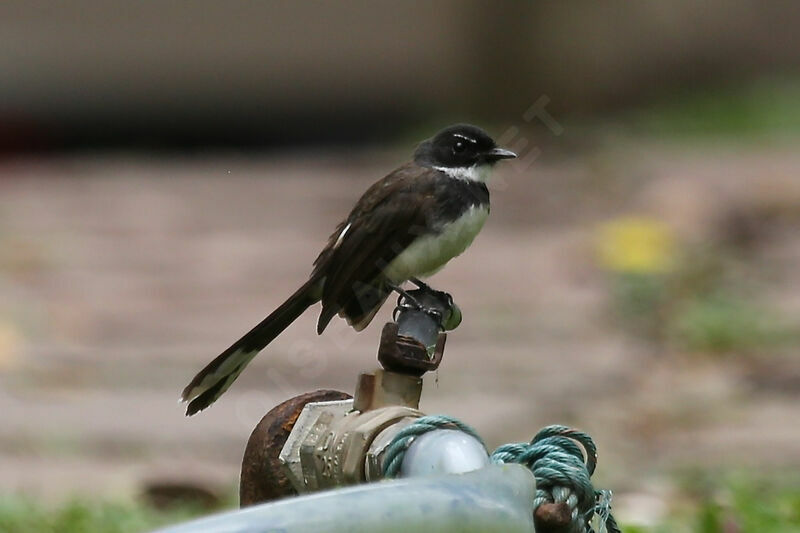 Malaysian Pied Fantail