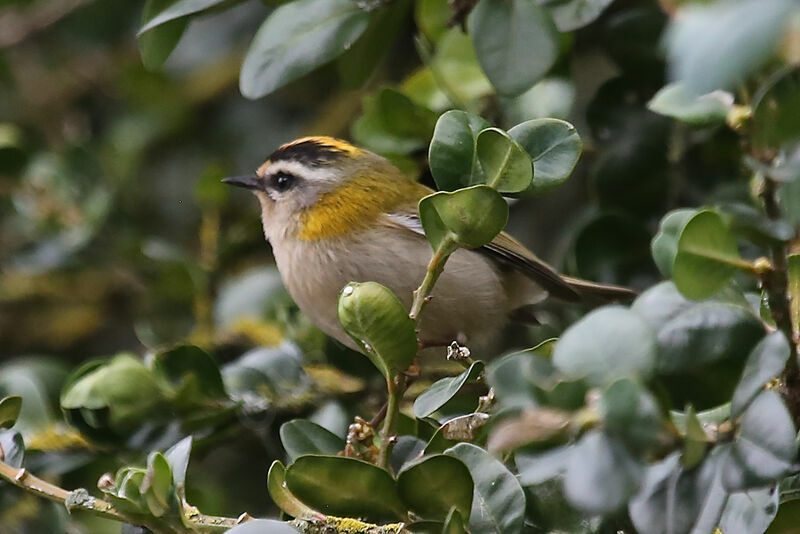 Common Firecrest