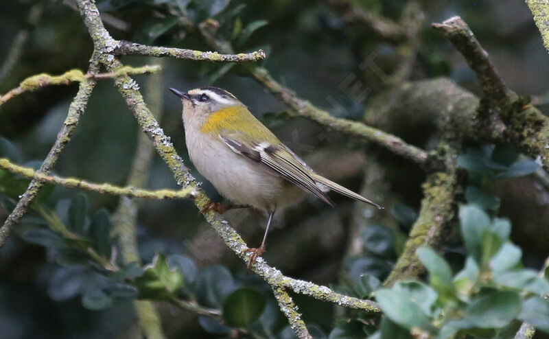 Common Firecrest