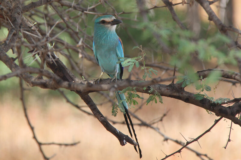 Abyssinian Roller