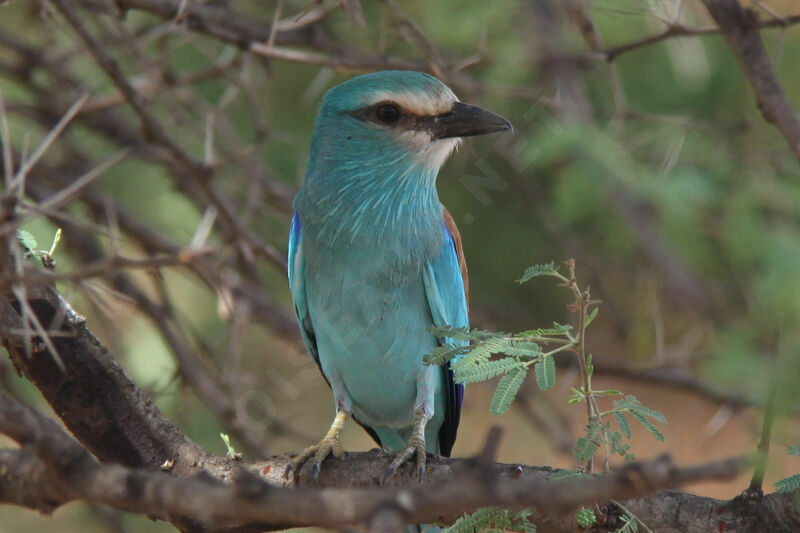 Abyssinian Roller