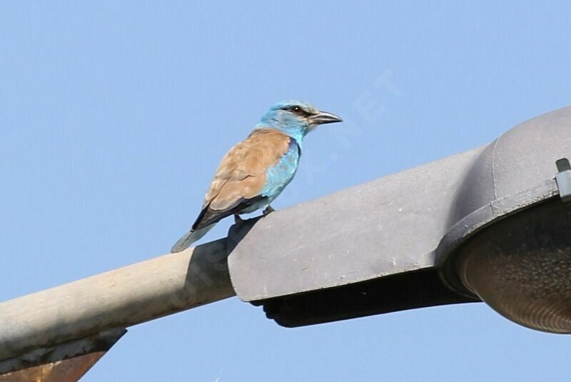 European Roller