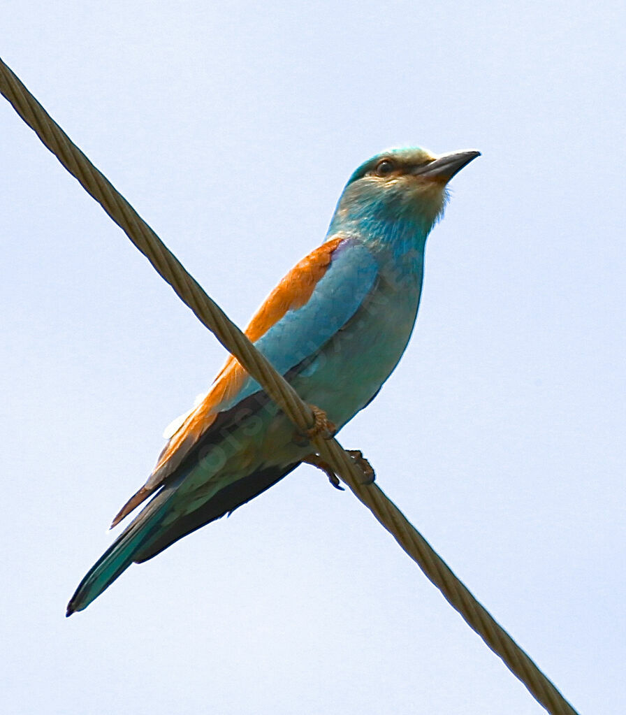 European Roller