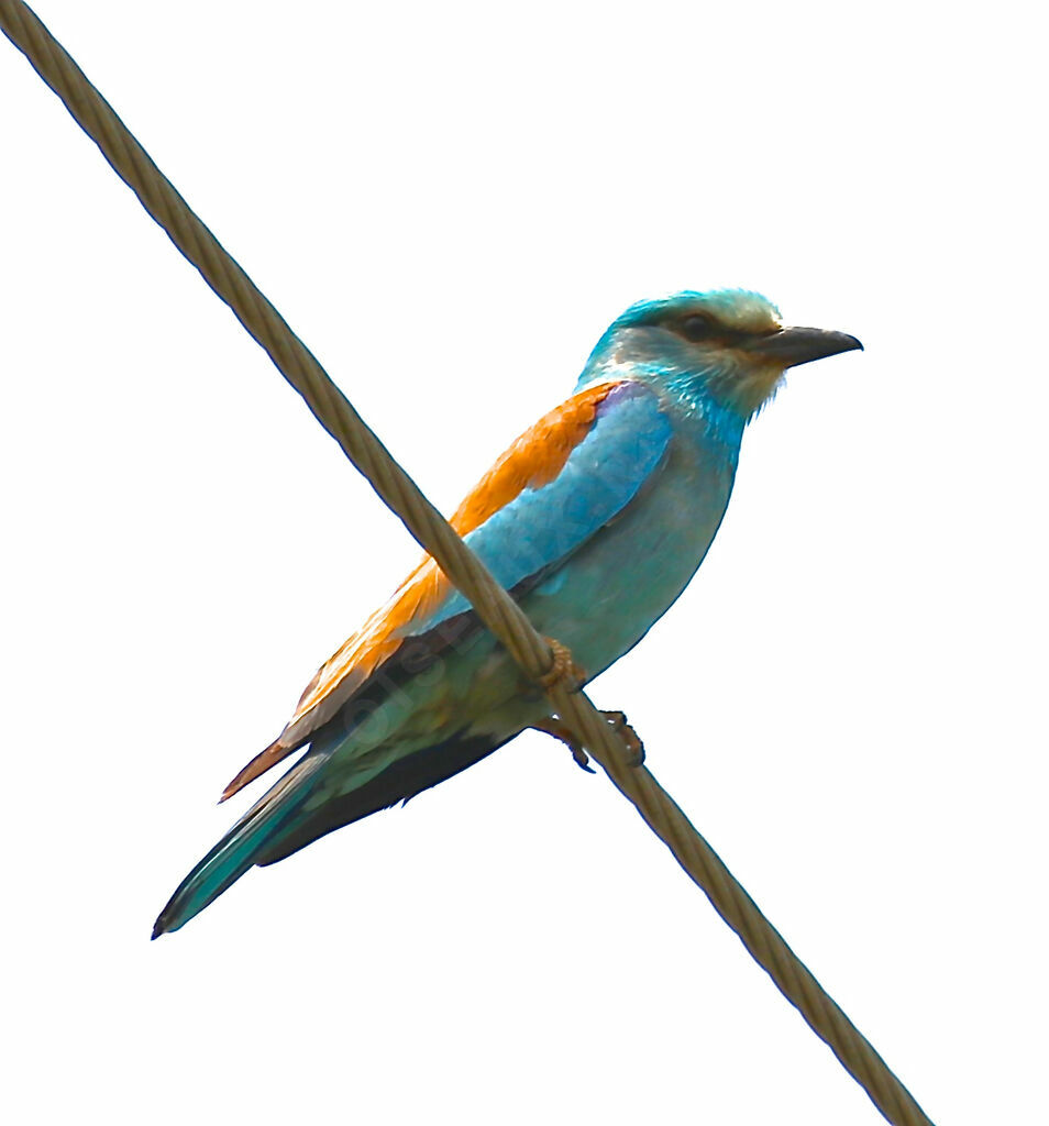 European Roller