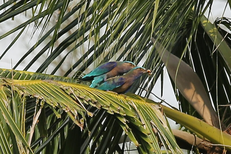 Indochinese Roller