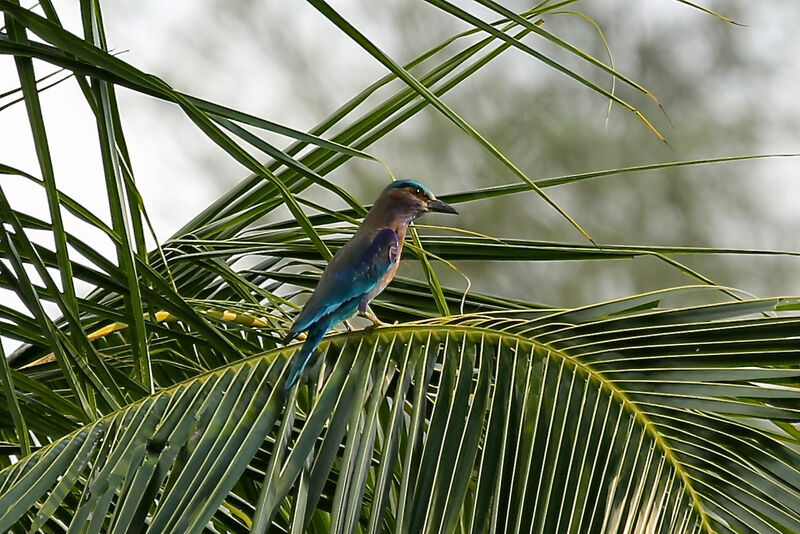 Indochinese Roller