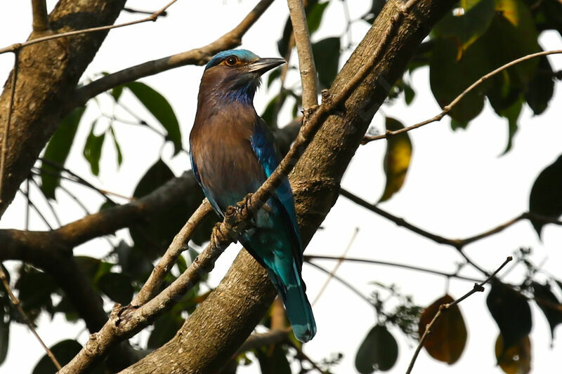 Indochinese Roller