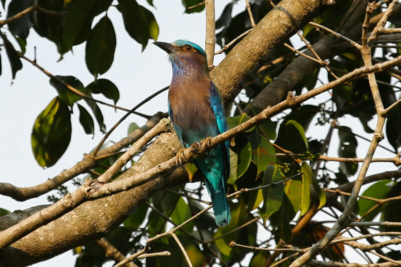 Indochinese Roller