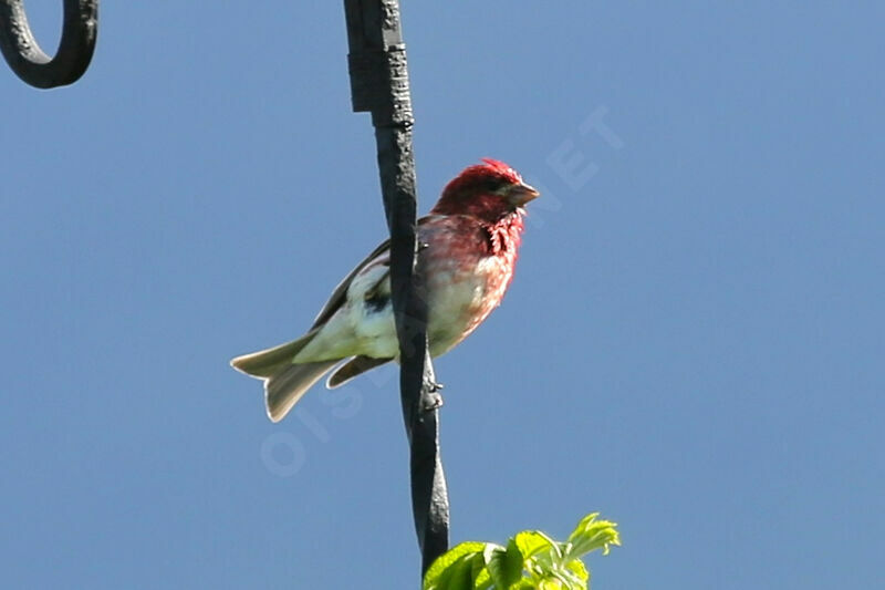 Purple Finch