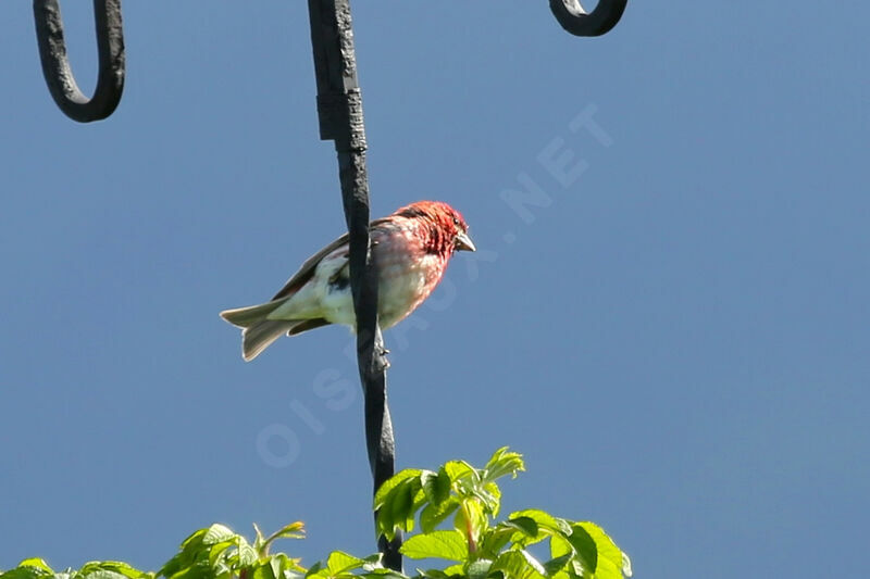 Purple Finch