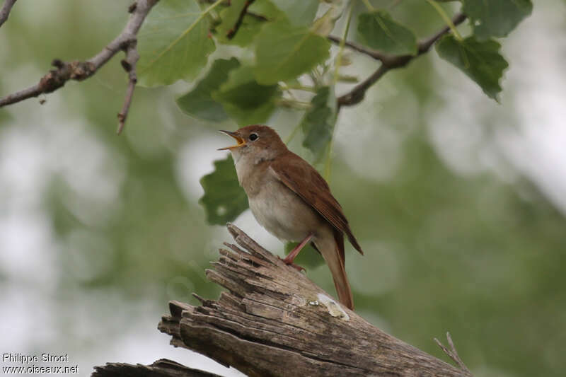 Rossignol philomèle mâle adulte, habitat, pigmentation, chant