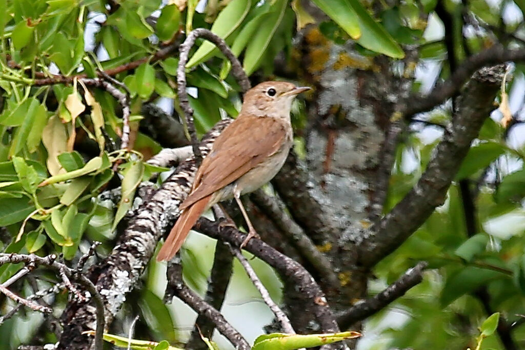 Rossignol philomèle