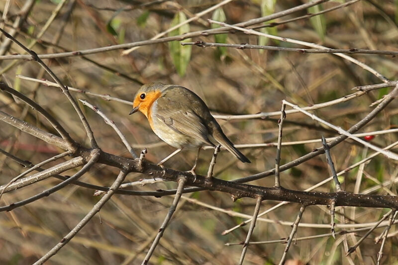 European Robin