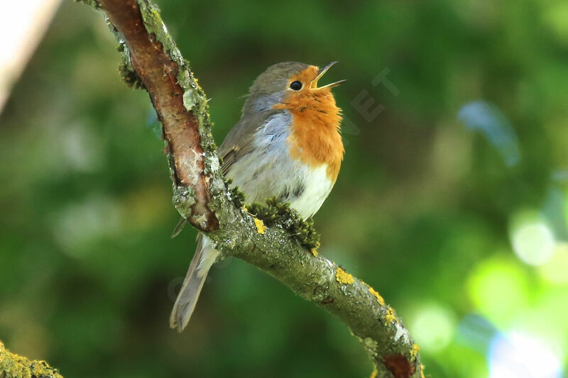 European Robin