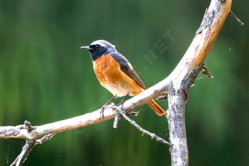 Common Redstart