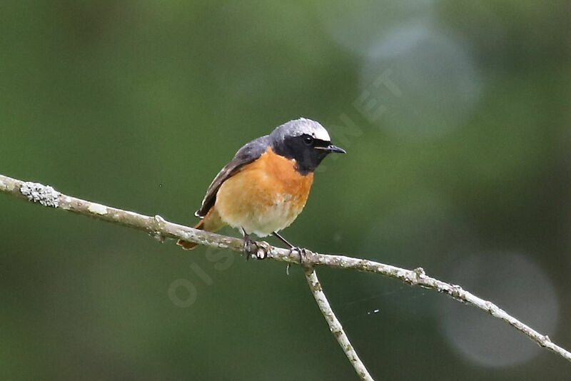 Common Redstart