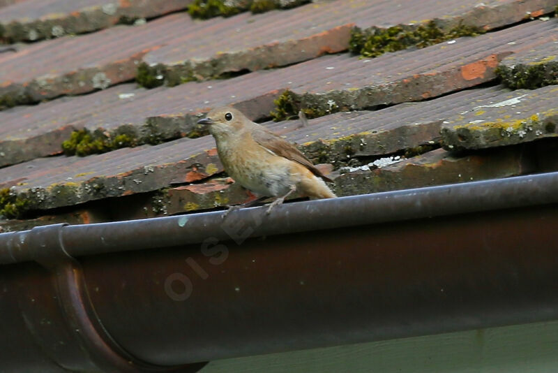 Common Redstart female