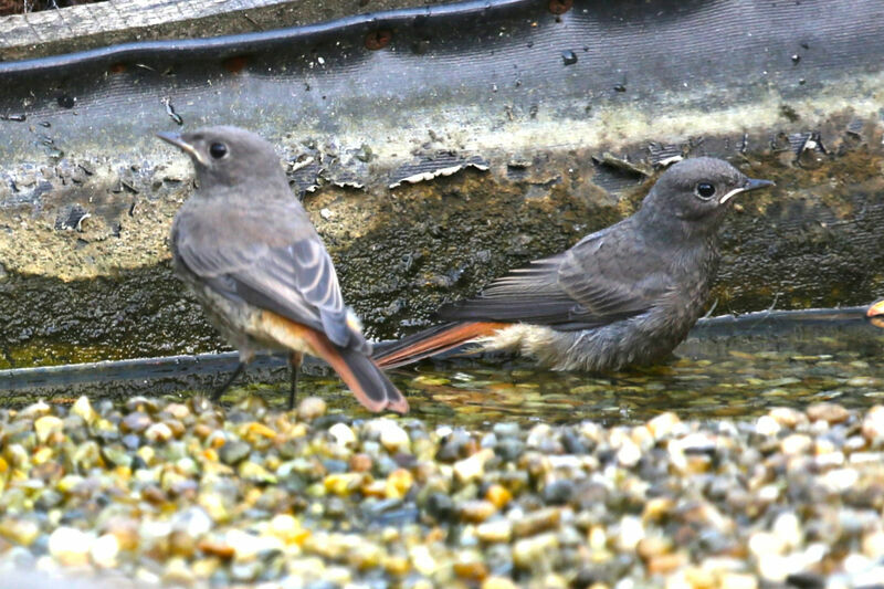 Black Redstart